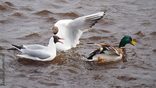 Gulls and duck in fight for food