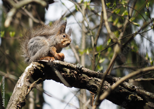 squirrel in the forest © enskanto