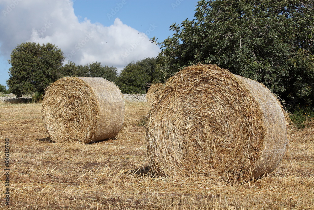 Rotoballe di fieno