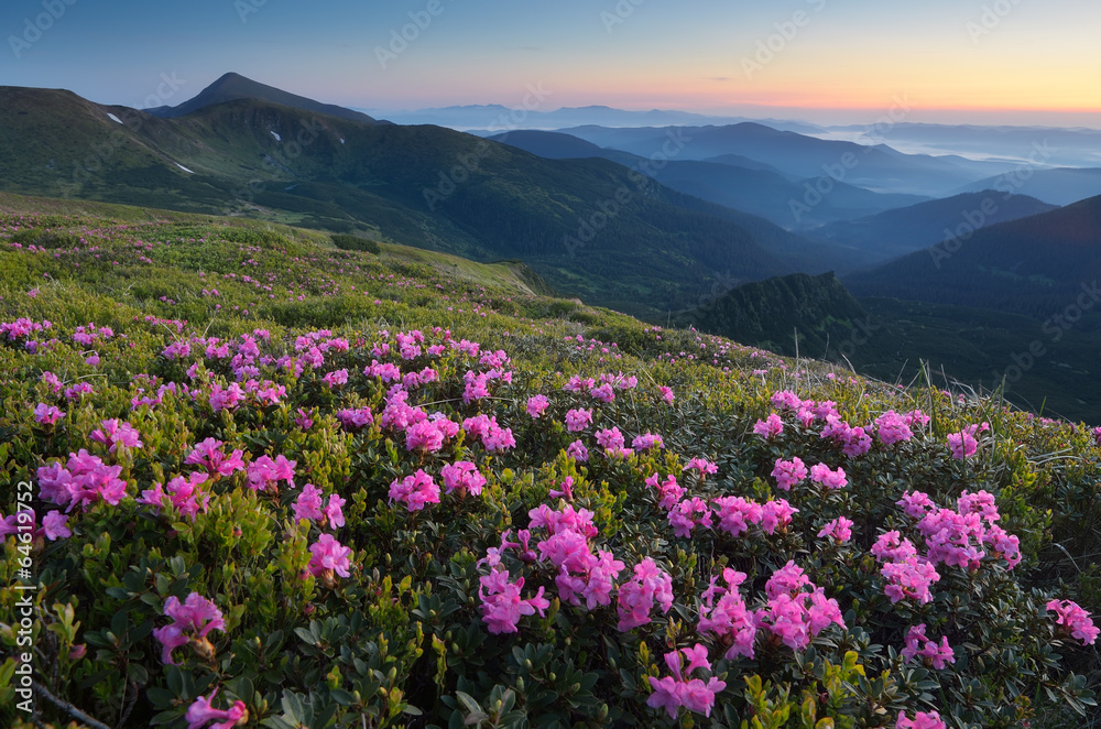 Rhododendron blooming meadow in the mountains