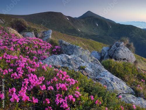 Meadow flowers in the mountains © Oleksandr Kotenko