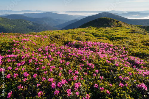 Glade blooming rhododendrons in the mountains
