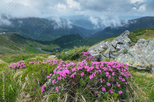 Flowering shrub rhododendron in mountains