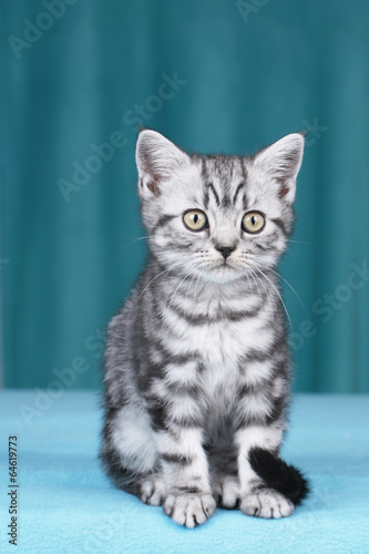 Britisch Kurzhaar Kätzchen frontal mit Blick in Kamera © absolutimages