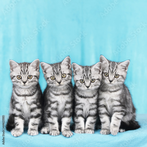 Fototapeta Naklejka Na Ścianę i Meble -  Vier Britisch Kurzhaar Katzen nebeneinander 