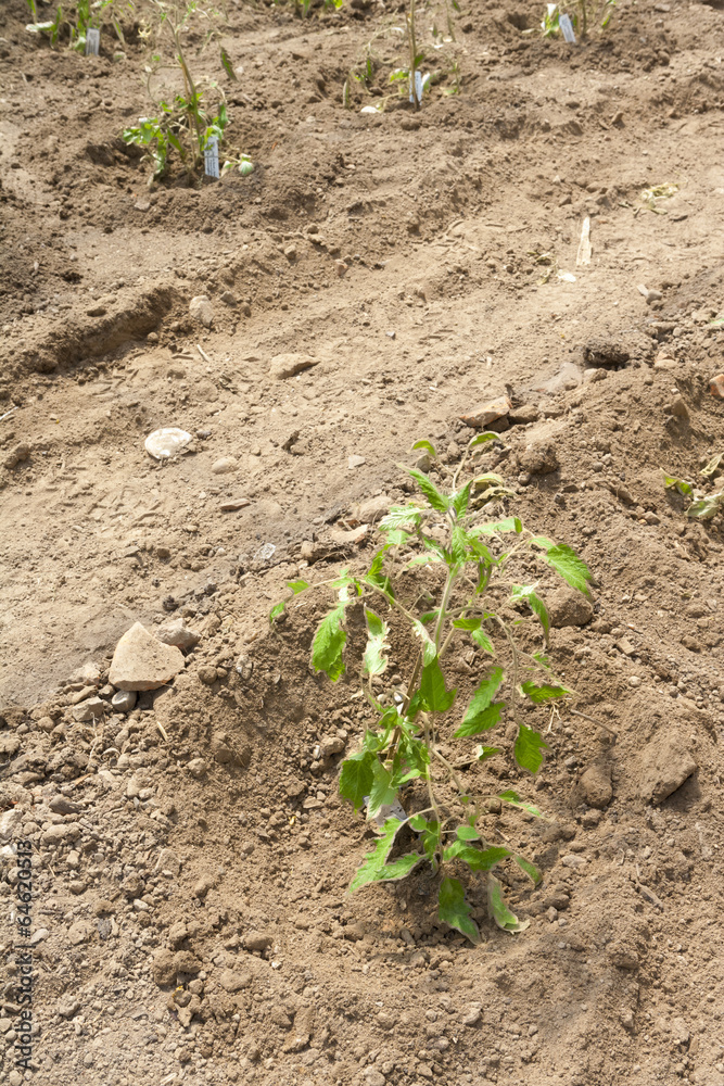 Tomaten Jungpflanzen im Folientunnel auspflanzen Tomaten Jungpflanzen im Folientunnel auspflanzen