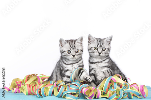 Zwei Kätzchen sitzen in bunten Luftschlangen