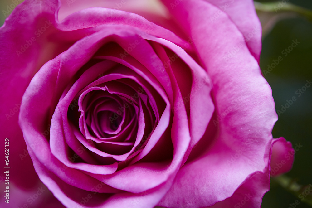 rose rose
