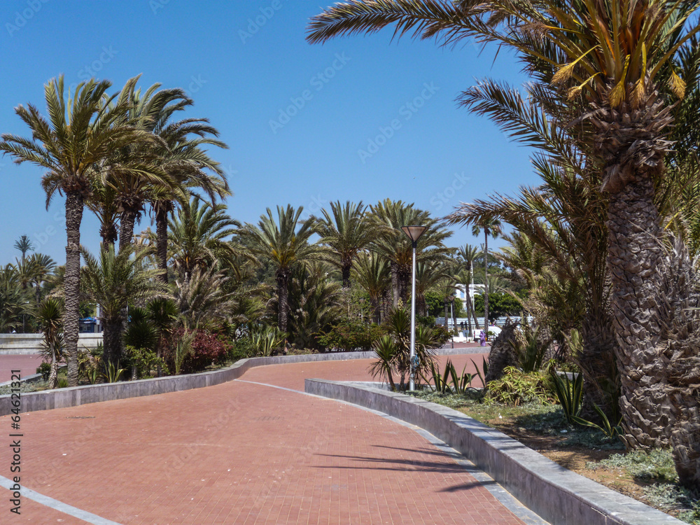 palmier maroc