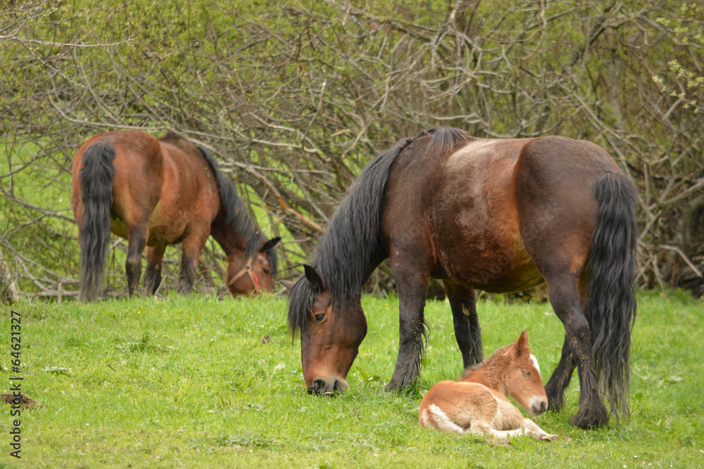 caballos y crias en un prado de hierba verde en verano caballos y crias en un prado de hierba verde en verano
