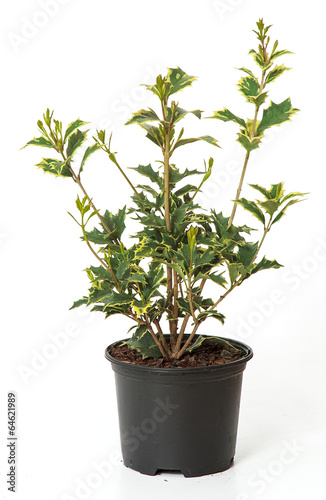 osmanthus heterophyllus Veriegatus plant