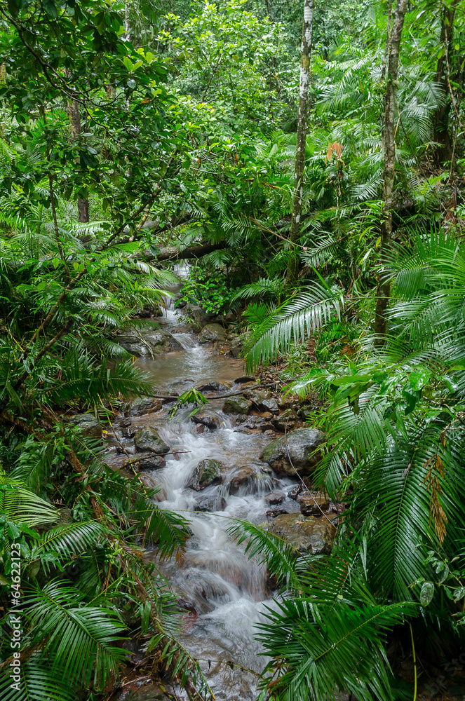 Obraz premium River through Rainforest