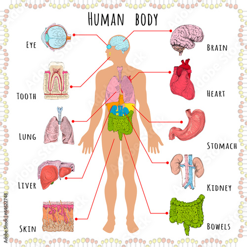 Human body medical demographic