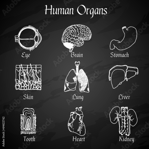 Human Organs Chalkboard Icons