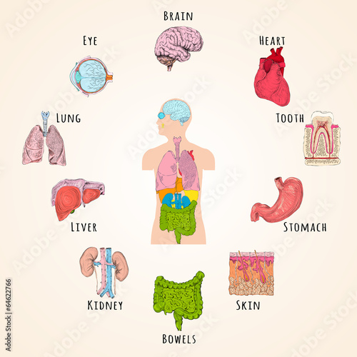 Human anatomy concept