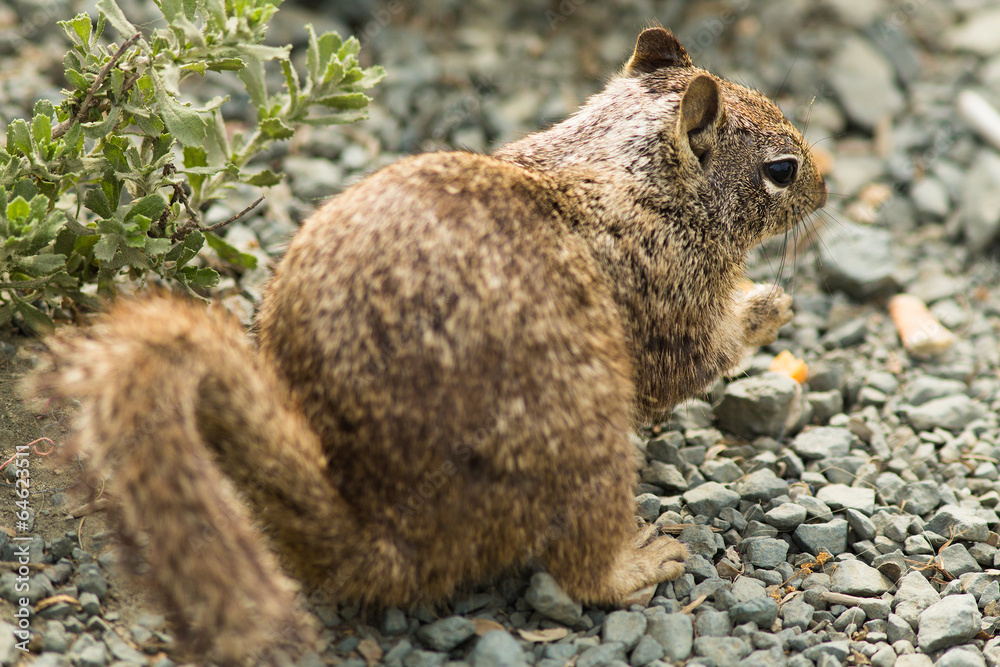 California ground squirrel