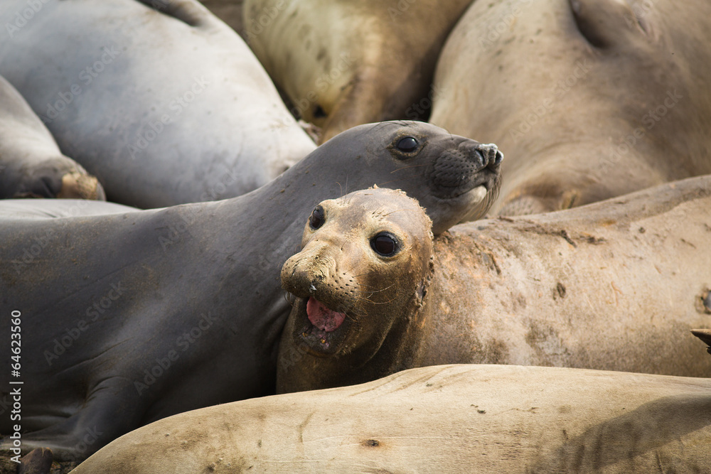 Fototapeta premium See-Elefanten am Strand