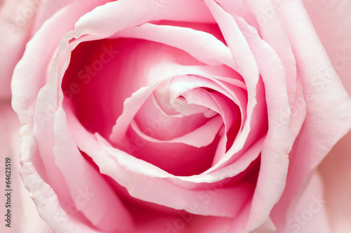 Macro shot of a beautiful pink rose flower