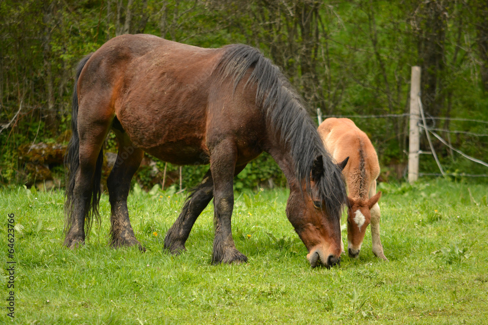 Fototapeta premium caballo y cria en un prado de hierba verde en primavera