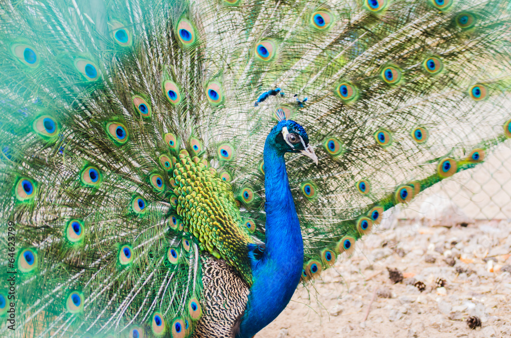 Naklejka premium Portret of beautiful peacock with bright turquoise feathers