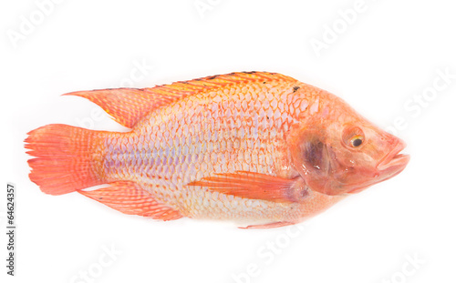 Fresh red nile tilapia fish (Oreochromis niloticus) on white