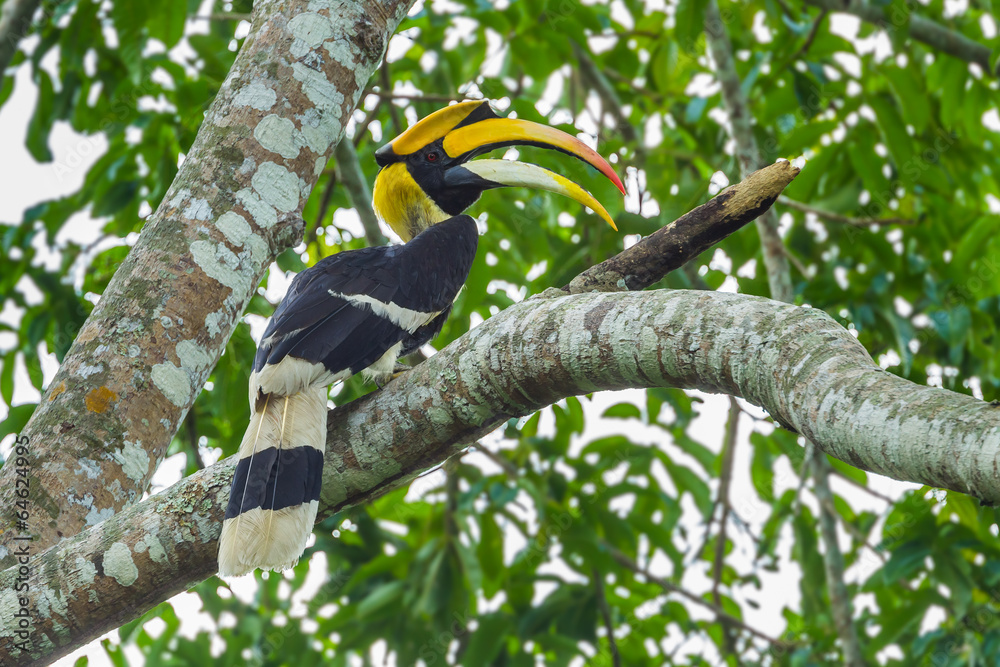 Fototapeta premium Great Hornbill nature at Khao Yai National Park,