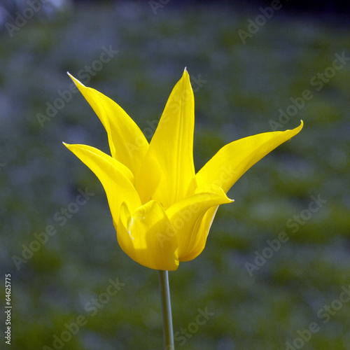 lilienfoermige Tulpe photo