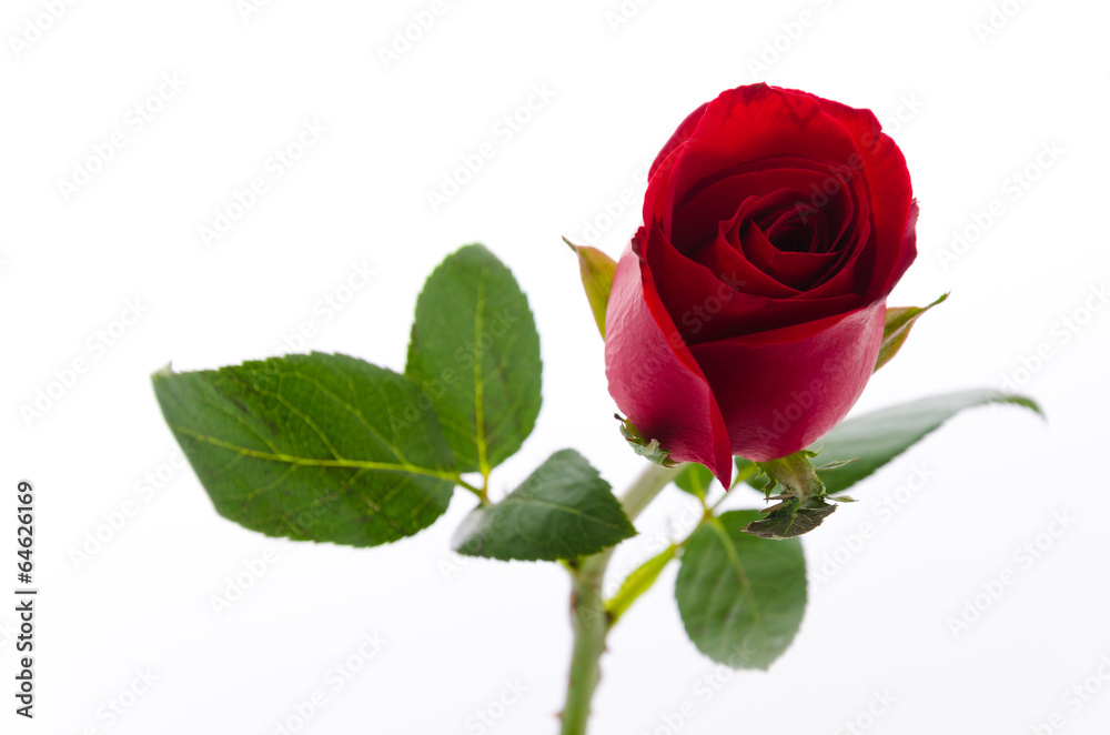 Fototapeta premium Red rose