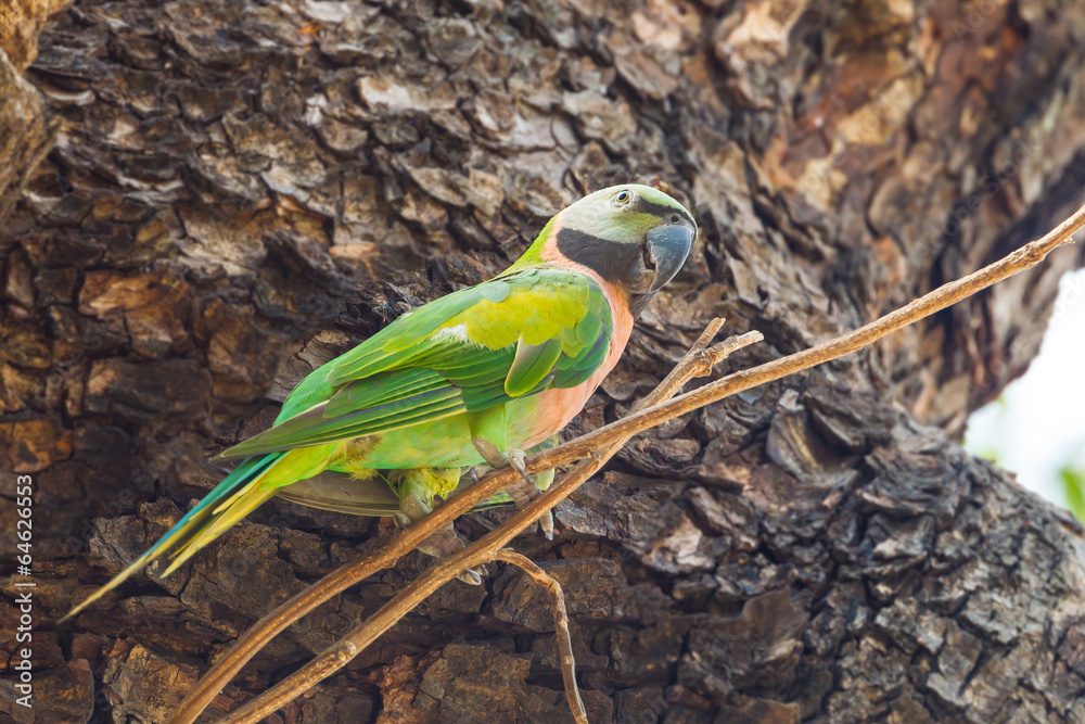 Obraz premium Red-breasted parakeet (Psittacula alexandri) the tree
