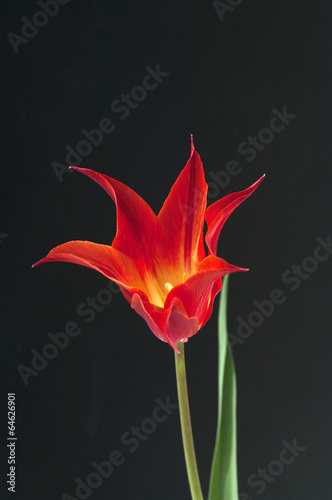 lilienfoermige Tulpe
