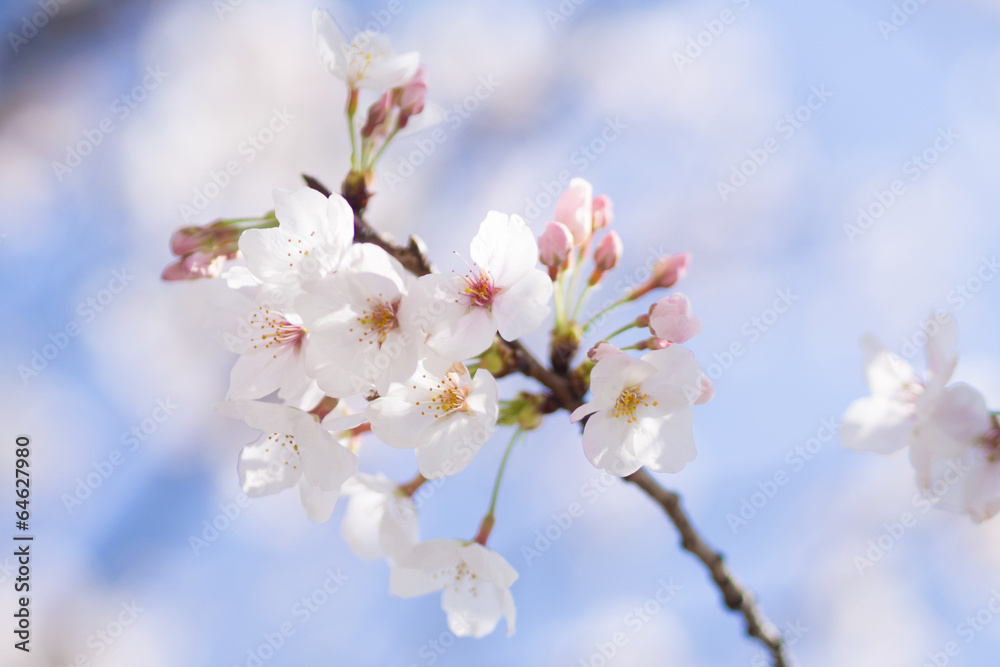 Sakura flower