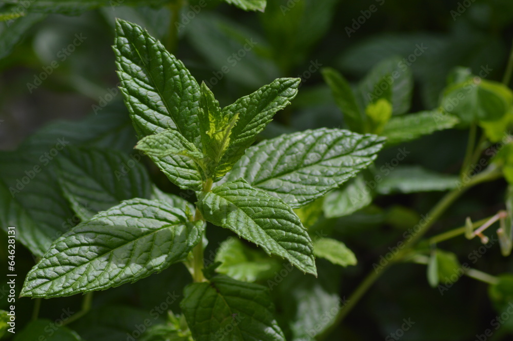 menthe2 menthe2