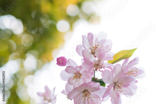 Sakura flower