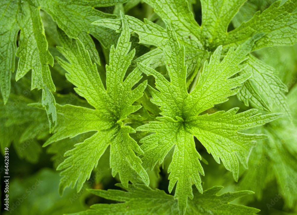 green leaf background green leaf background