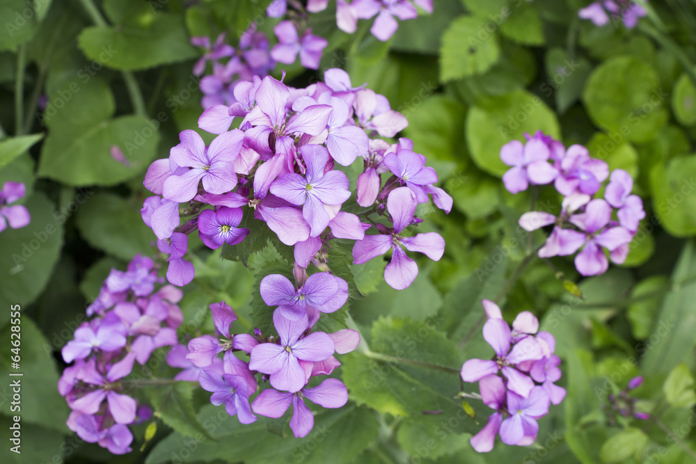 The flowers of the blossoming Lunaria rediviva The flowers of the blossoming Lunaria rediviva