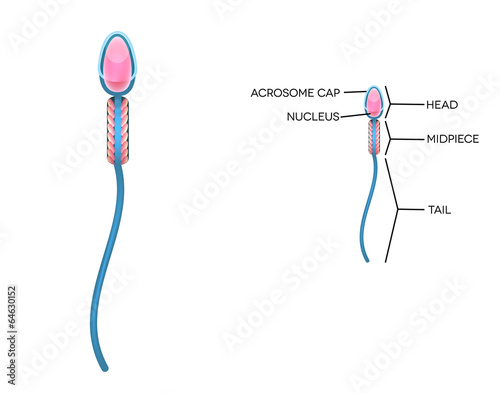 Male sperm detailed diagram