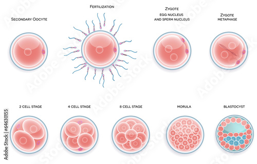 Fertilised cell development. Stages from fertilization till moru photo