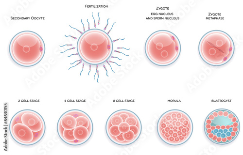 Fertilised cell development. Stages from fertilization till moru