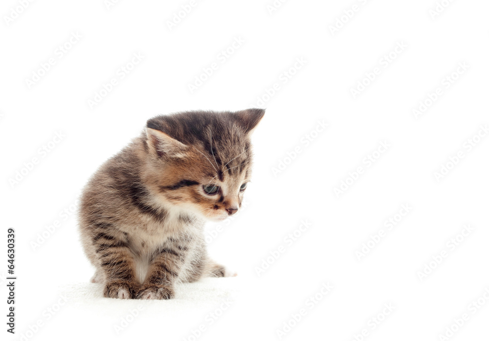 Obraz premium kitten looks wistfully into the distance
