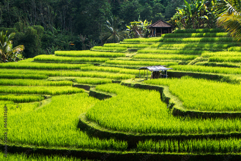 Rice terraces of Bali Island,Jatiluwih, Ubud