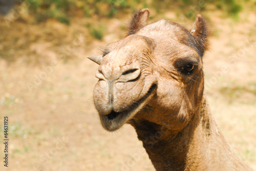 A closeup of a working Asian camel © YellowCrest