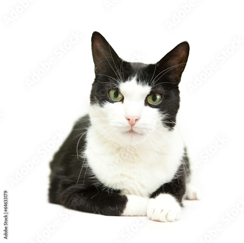 beautiful black and white cat on a white background