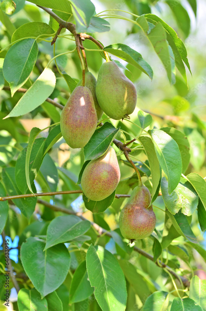 pear pear
