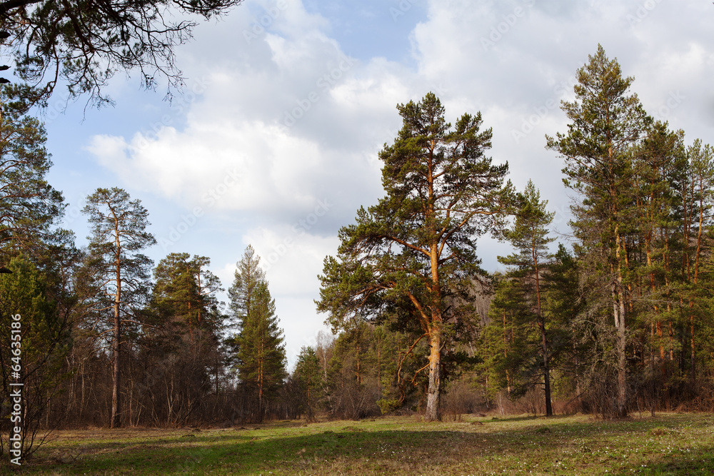 Pine-trees in coniferous forest. Ural, Russia.