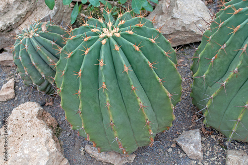 Ferocactus alamosanus photo