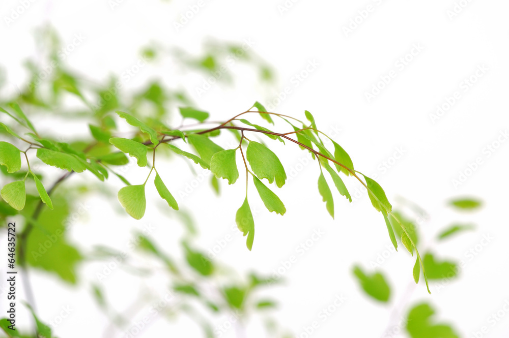 green leaves on white background green leaves on white background