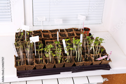 Young seedlings in tray on window sill