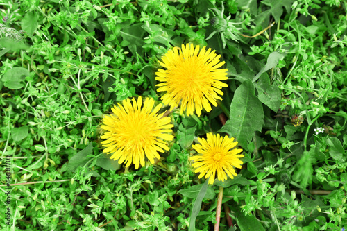 Dandelion flowers, outdoors