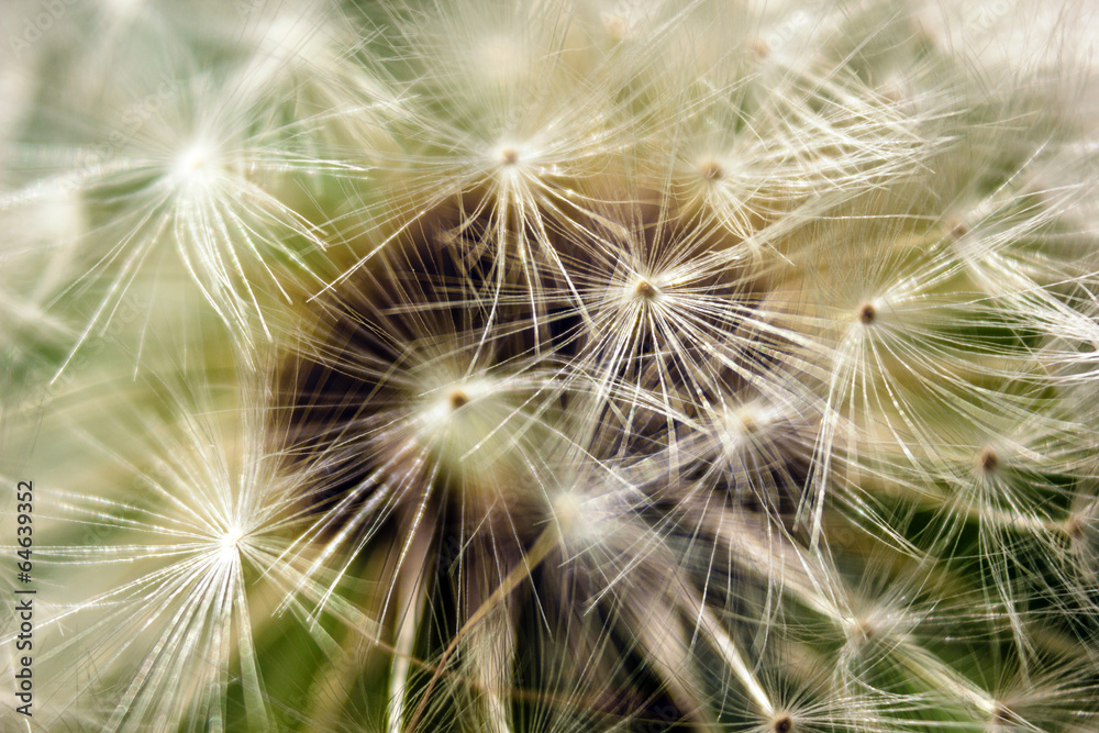 Fototapeta premium Samen des Löwenzahns