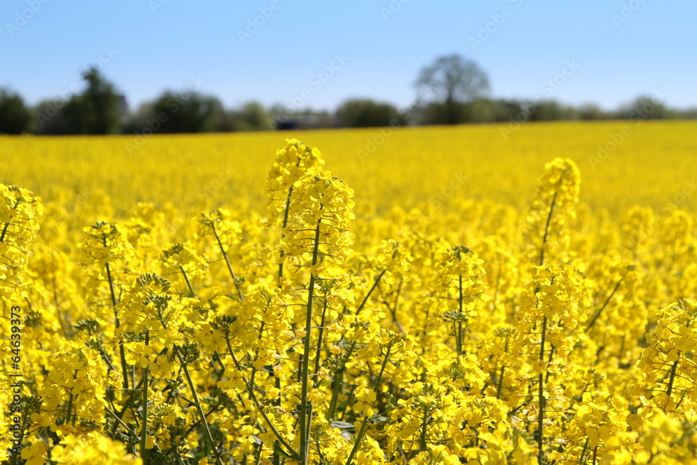 Obraz premium Canola fields or Rapeseed plant.